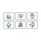 Pimpernel Botanic Garden Set of 6 Placemats